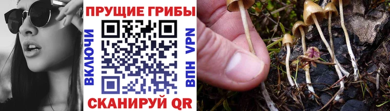 Галлюциногенные грибы Psilocybine cubensis закладка kraken зеркало Юхнов